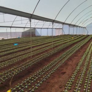Greenhouse Construction