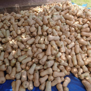 Squash, seedling and fruits
