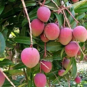 Apple Mango Seedlings