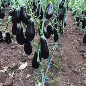 Eggplant Seedlings
