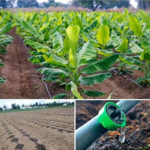 Irrigation and Fertigation