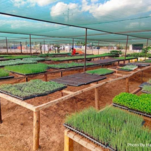 Nursery Construction