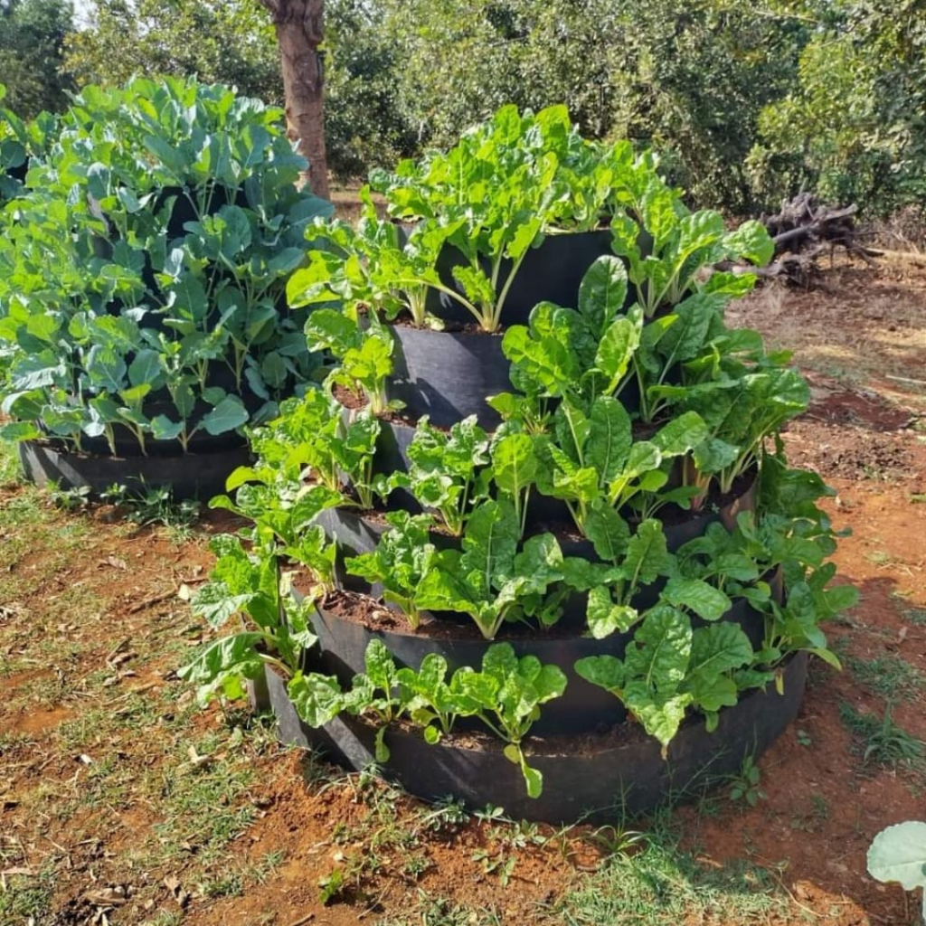 Raised Garden Settings